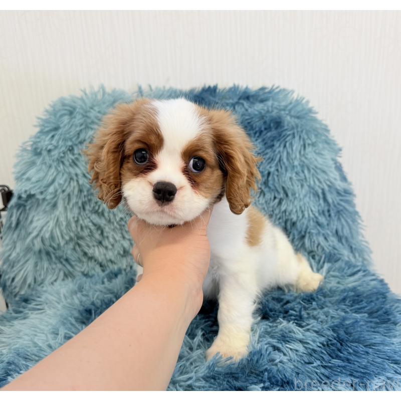 販売中の埼玉県のキャバリアキングチャールズスパニエル-431903の5枚目
