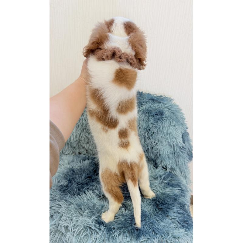 販売中の埼玉県のキャバリアキングチャールズスパニエル-431903の3枚目