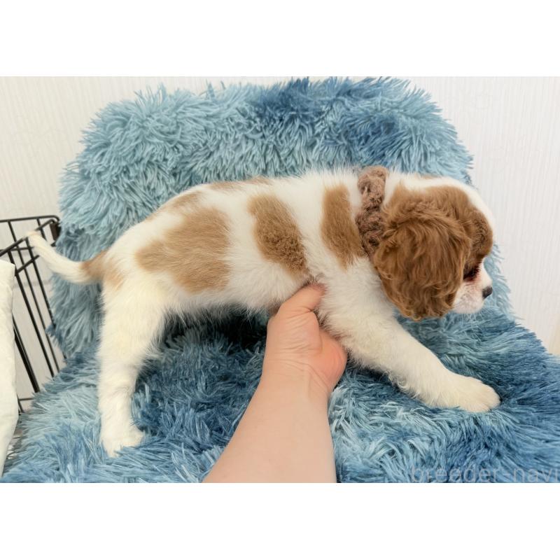 販売中の埼玉県のキャバリアキングチャールズスパニエル-431903の2枚目