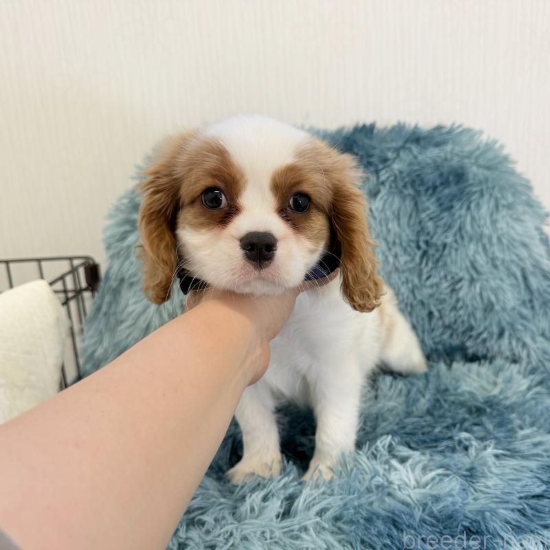 販売中の埼玉県のキャバリアキングチャールズスパニエル-431904の5枚目