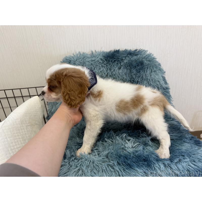 販売中の埼玉県のキャバリアキングチャールズスパニエル-431904の4枚目