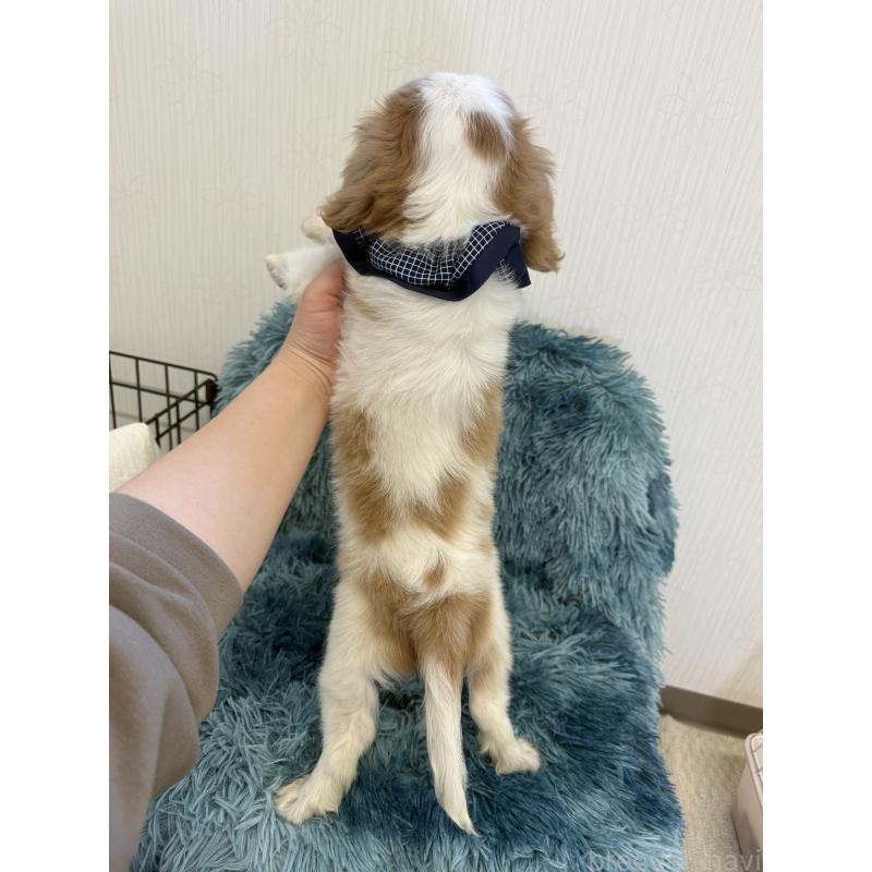 販売中の埼玉県のキャバリアキングチャールズスパニエル-431904の3枚目