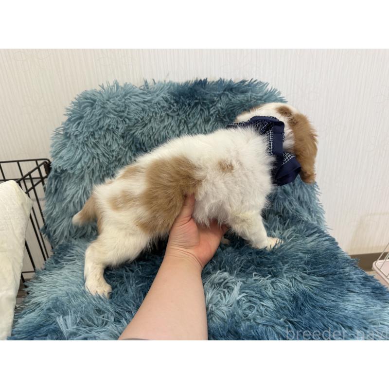 販売中の埼玉県のキャバリアキングチャールズスパニエル-431904の2枚目