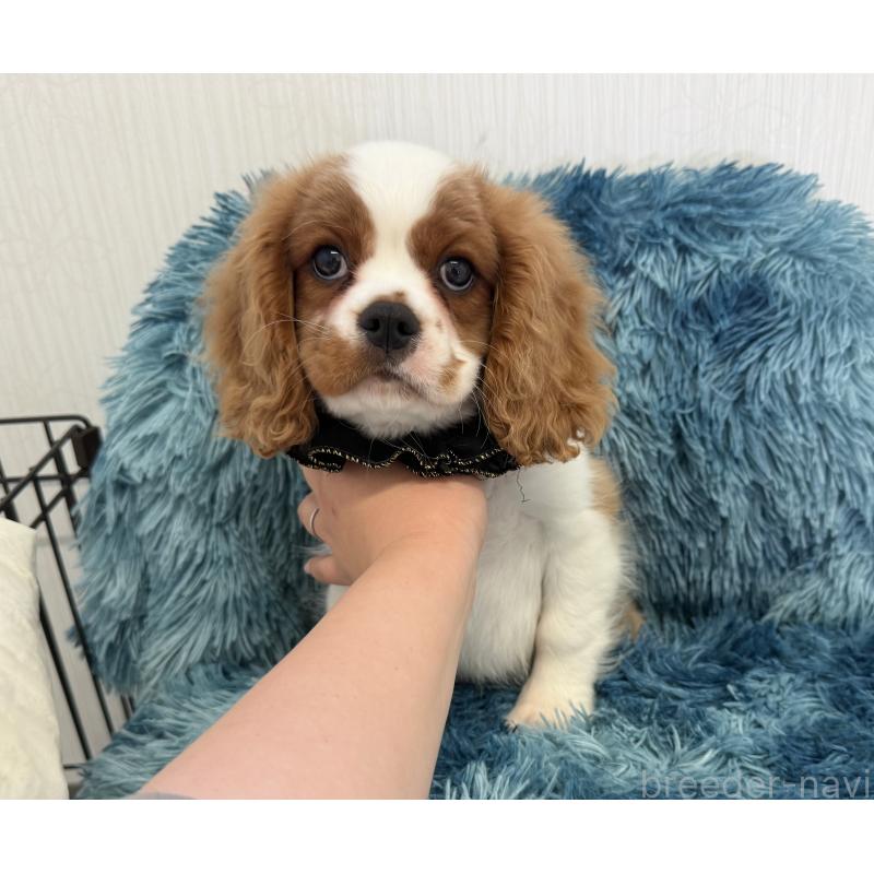 販売中の埼玉県のキャバリアキングチャールズスパニエル-429386の5枚目