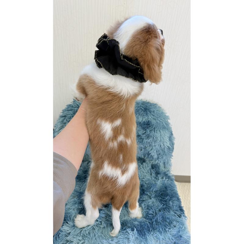 販売中の埼玉県のキャバリアキングチャールズスパニエル-429386の3枚目