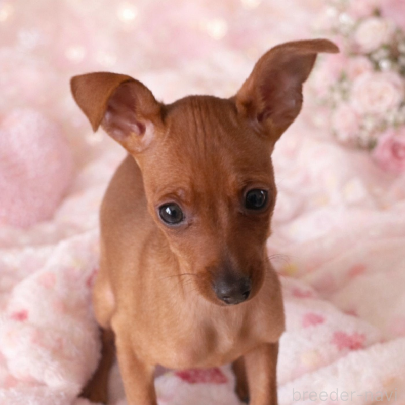 販売中の北海道のミニチュアピンシャー(ミニピン)-430654