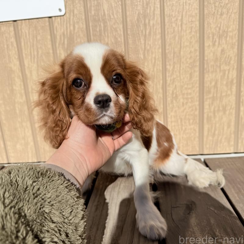 販売中の埼玉県のキャバリアキングチャールズスパニエル-423549の5枚目