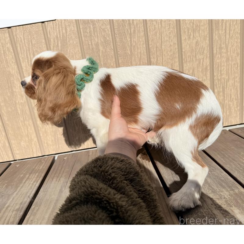 販売中の埼玉県のキャバリアキングチャールズスパニエル-423549の4枚目