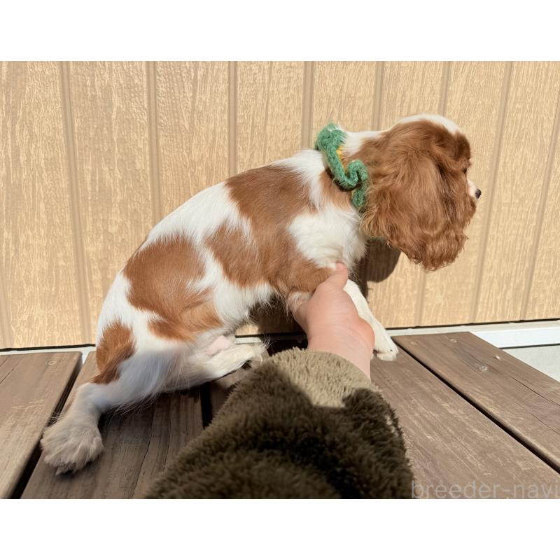 販売中の埼玉県のキャバリアキングチャールズスパニエル-423549の3枚目