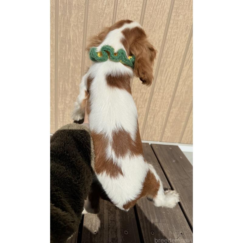 販売中の埼玉県のキャバリアキングチャールズスパニエル-423549の2枚目