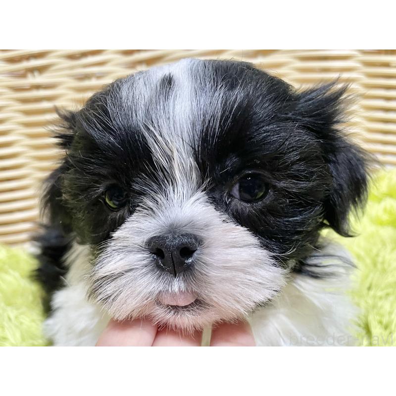 販売中の秋田県のマルシーズー:マルチーズ×シーズー-439060