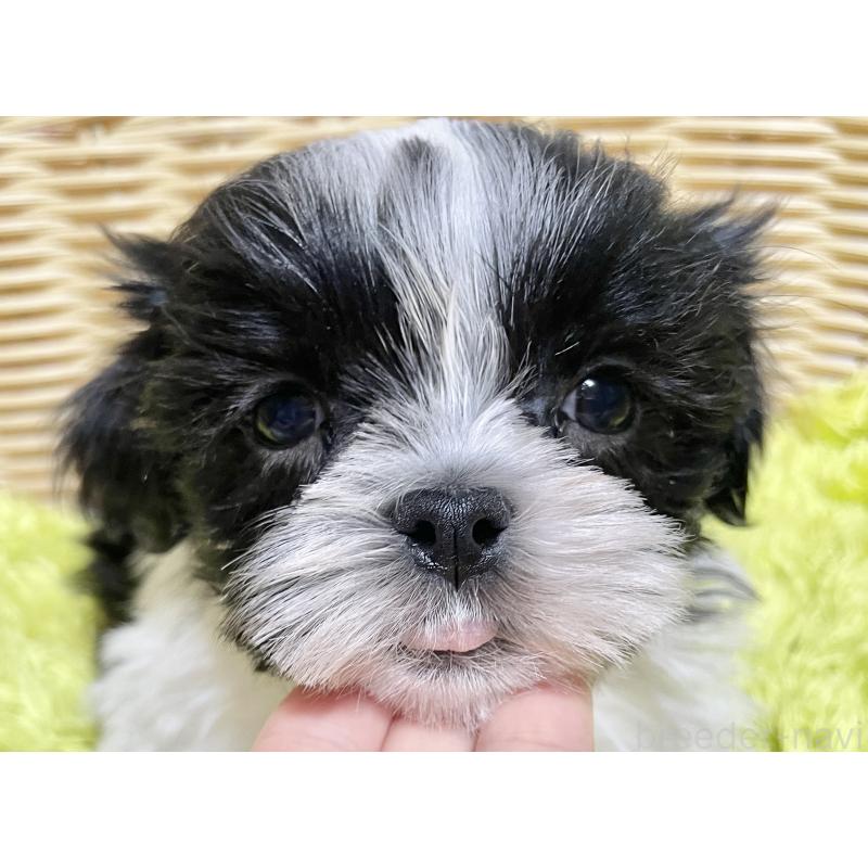 成約済の秋田県のマルシーズー:マルチーズ×シーズー-439060の6枚目