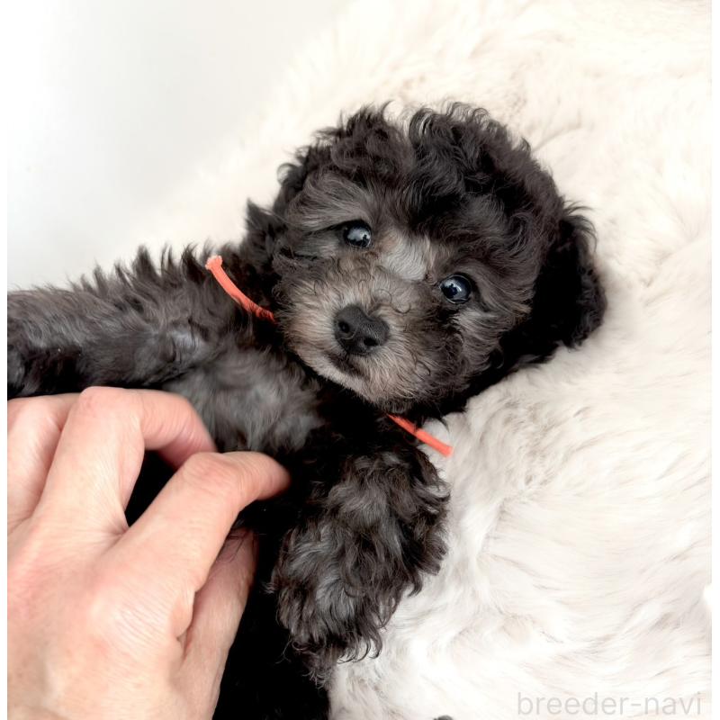 商談中の神奈川県のトイプードル-441169