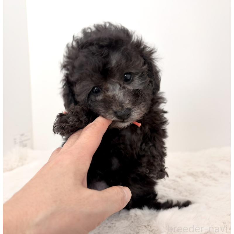 商談中の神奈川県のトイプードル-441169の7枚目