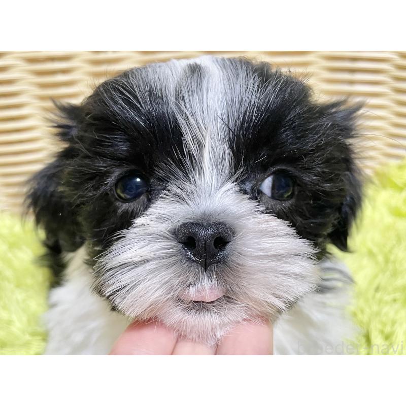 成約済の秋田県のマルシーズー:マルチーズ×シーズー-439060の5枚目