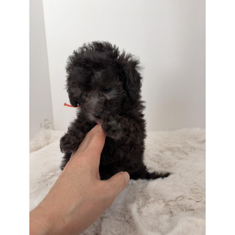 商談中の神奈川県のトイプードル-441169の6枚目