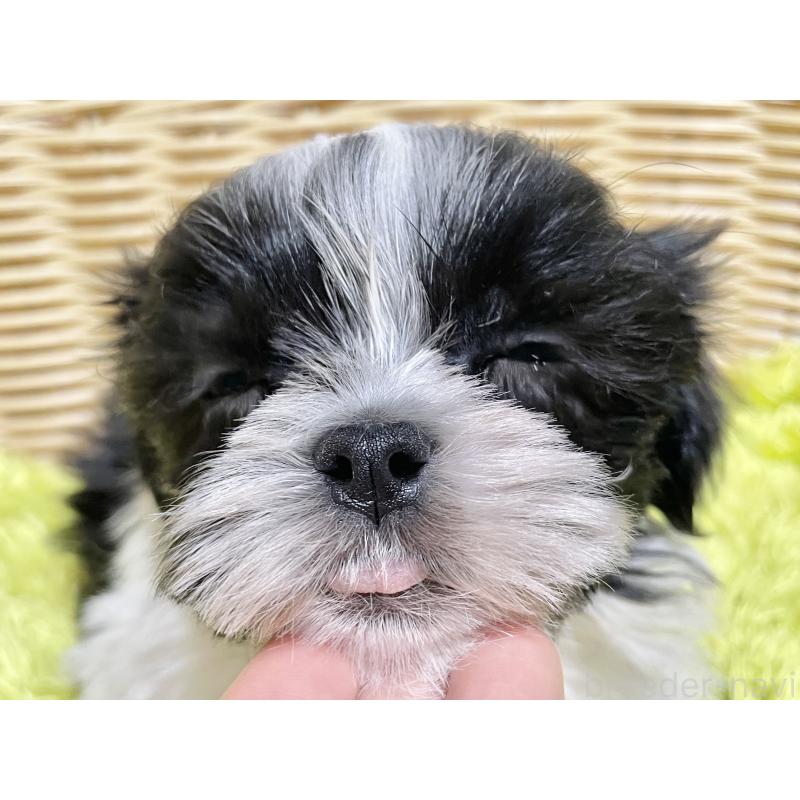 成約済の秋田県のマルシーズー:マルチーズ×シーズー-439060の1枚目