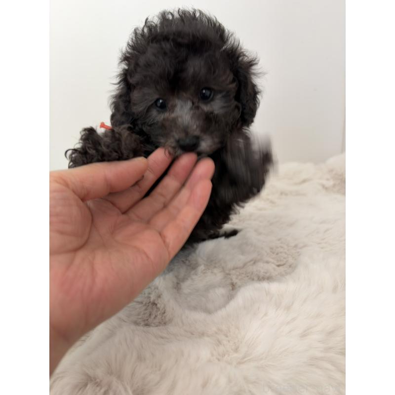 商談中の神奈川県のトイプードル-441169の4枚目