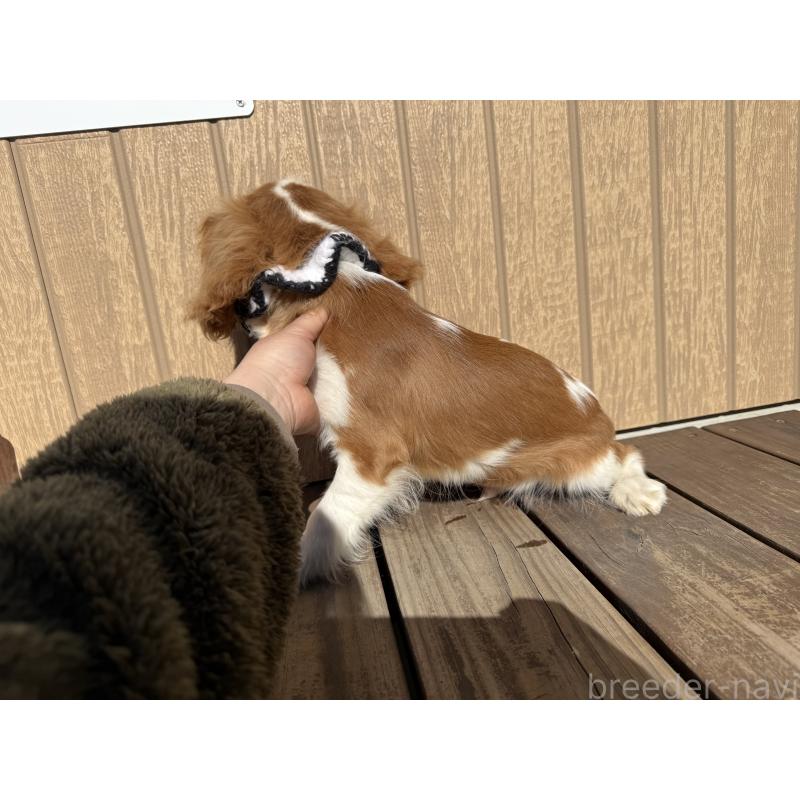 販売中の埼玉県のキャバリアキングチャールズスパニエル-423552の4枚目