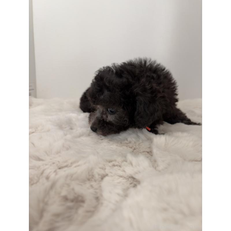 商談中の神奈川県のトイプードル-441169の3枚目