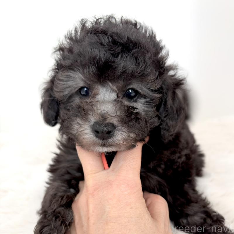 商談中の神奈川県のトイプードル-441169の2枚目