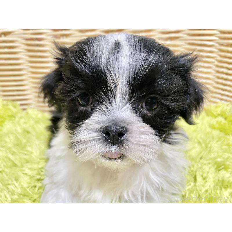 成約済の秋田県のマルシーズー:マルチーズ×シーズー-439060の4枚目