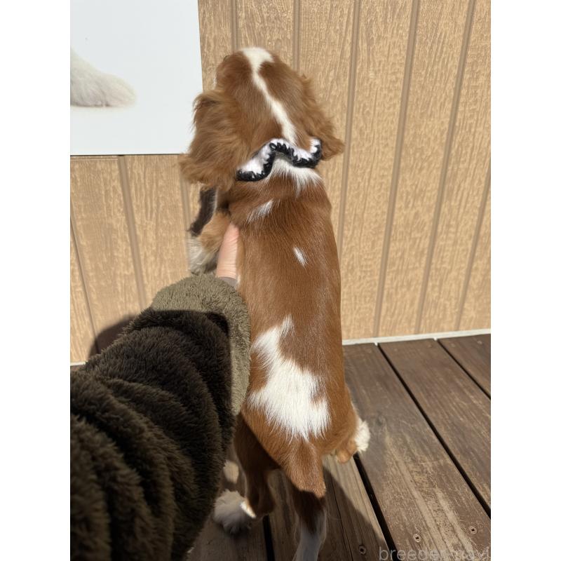 販売中の埼玉県のキャバリアキングチャールズスパニエル-423552の3枚目