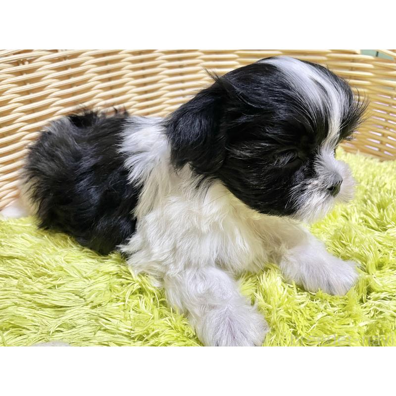 成約済の秋田県のマルシーズー:マルチーズ×シーズー-439060の3枚目