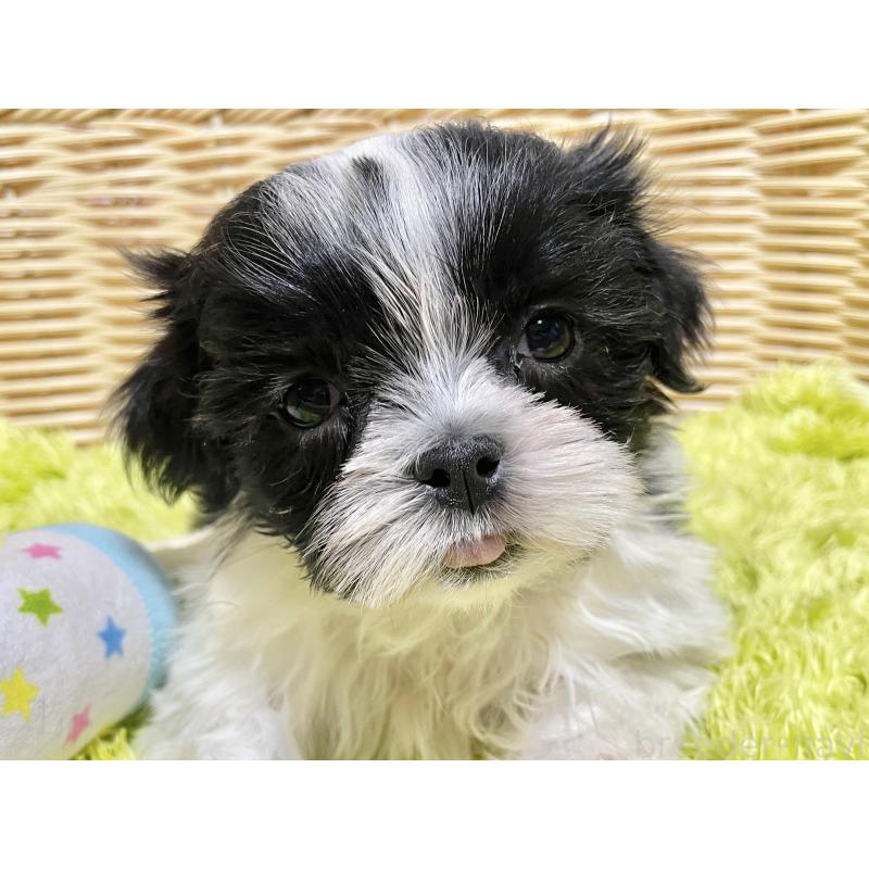 成約済の秋田県のマルシーズー:マルチーズ×シーズー-439060の2枚目