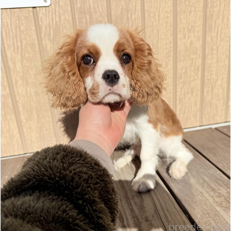 販売中の埼玉県のキャバリアキングチャールズスパニエル-421880の6枚目