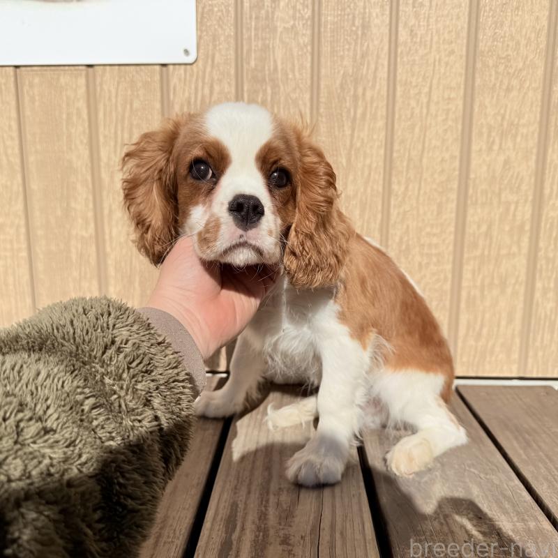 販売中の埼玉県のキャバリアキングチャールズスパニエル-421880の5枚目