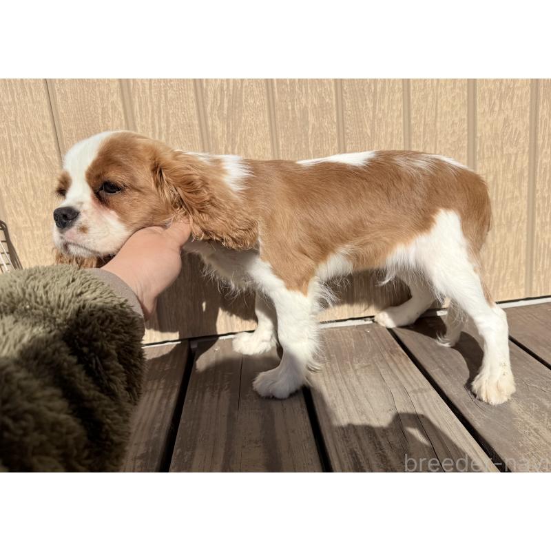 販売中の埼玉県のキャバリアキングチャールズスパニエル-421880の4枚目