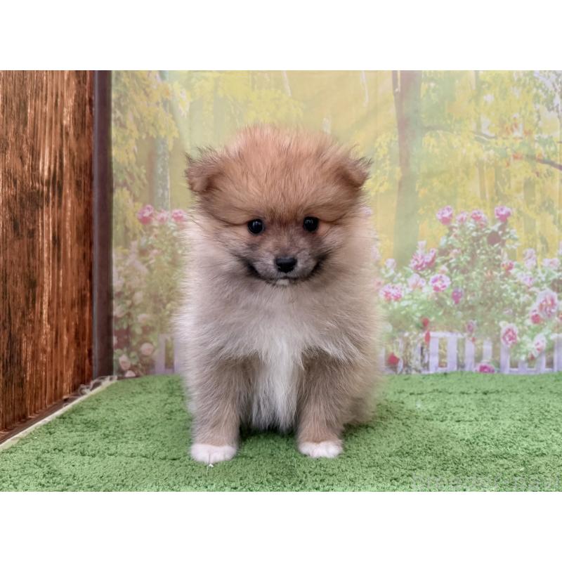 販売中の埼玉県のポメラニアン-437535の5枚目