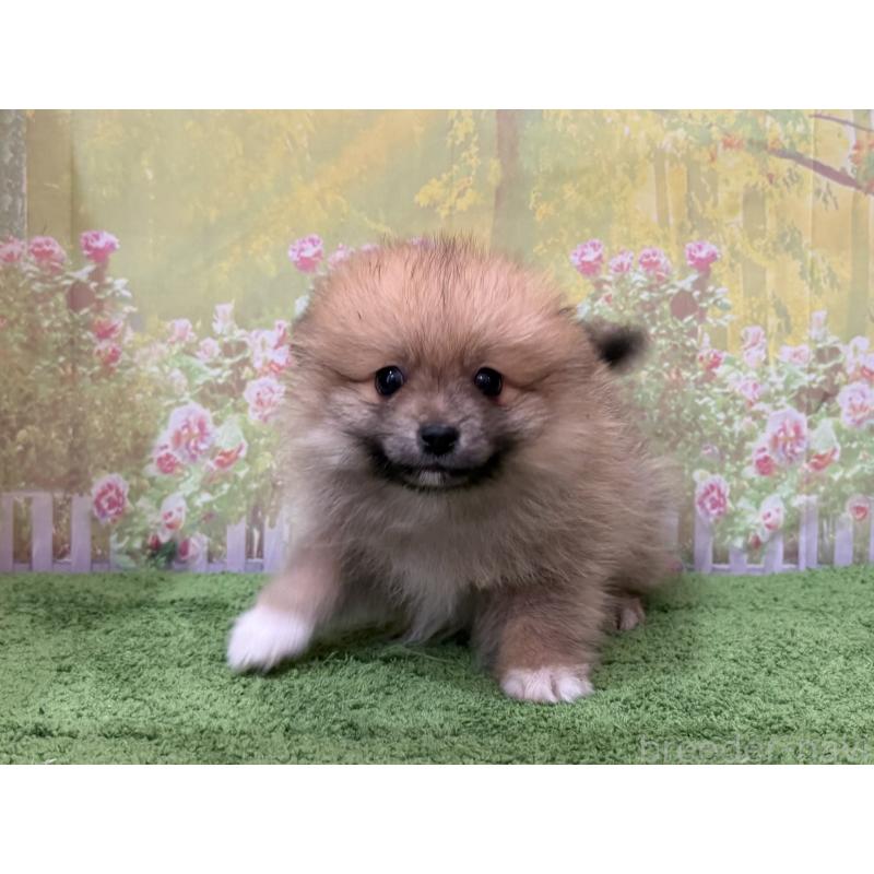 販売中の埼玉県のポメラニアン-437535の4枚目