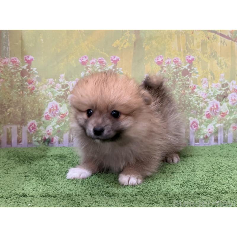 販売中の埼玉県のポメラニアン-437535の3枚目