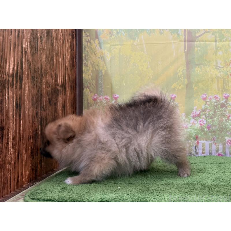 販売中の埼玉県のポメラニアン-437535の2枚目