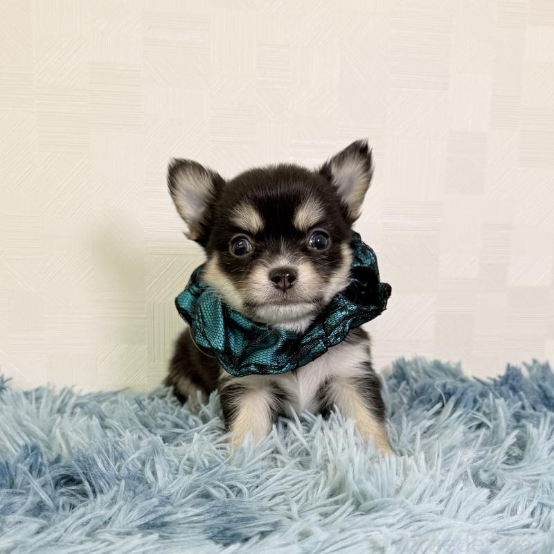 商談中の埼玉県のチワワ(ロングコート)-440066