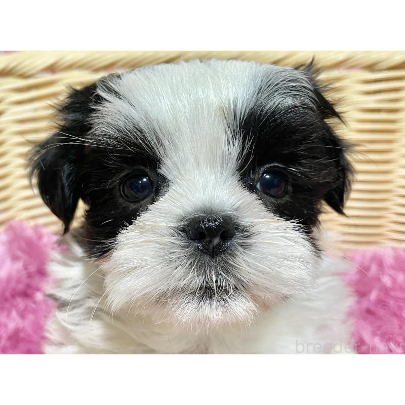 販売中の秋田県のマルシーズー:マルチーズ×シーズー-439066