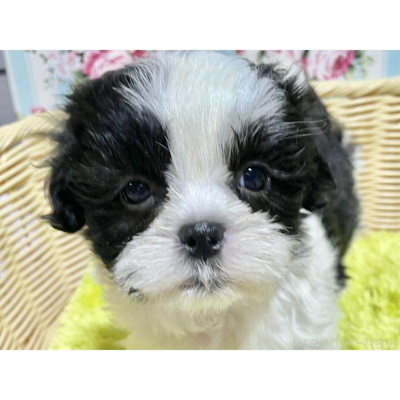 販売中の秋田県のマルシーズー:マルチーズ×シーズー-439064