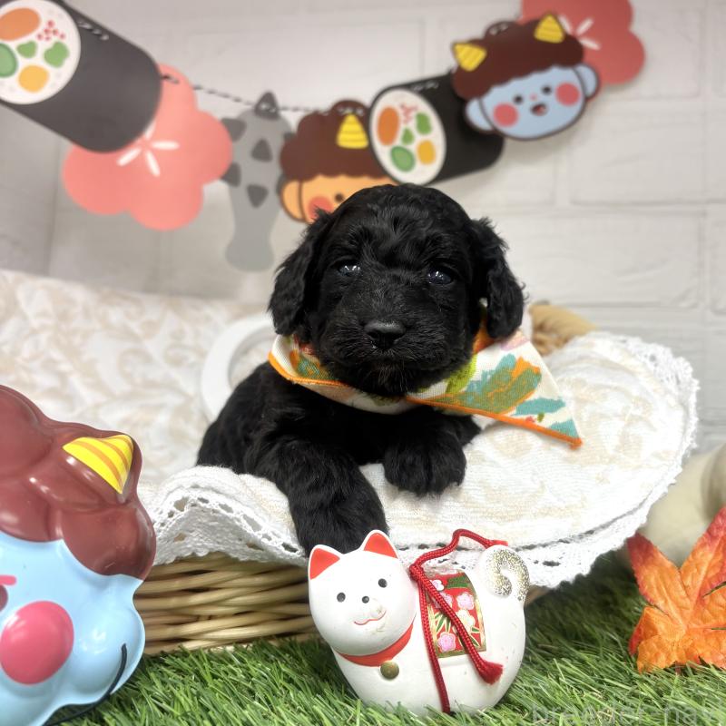 成約済の愛知県のダップー:ミニチュアダックスフンド×トイプードル-435242の6枚目