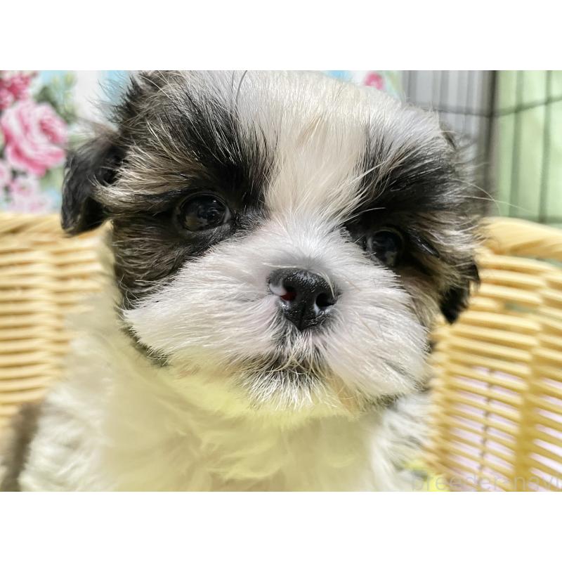 成約済の秋田県のマルシーズー:マルチーズ×シーズー-439059の7枚目