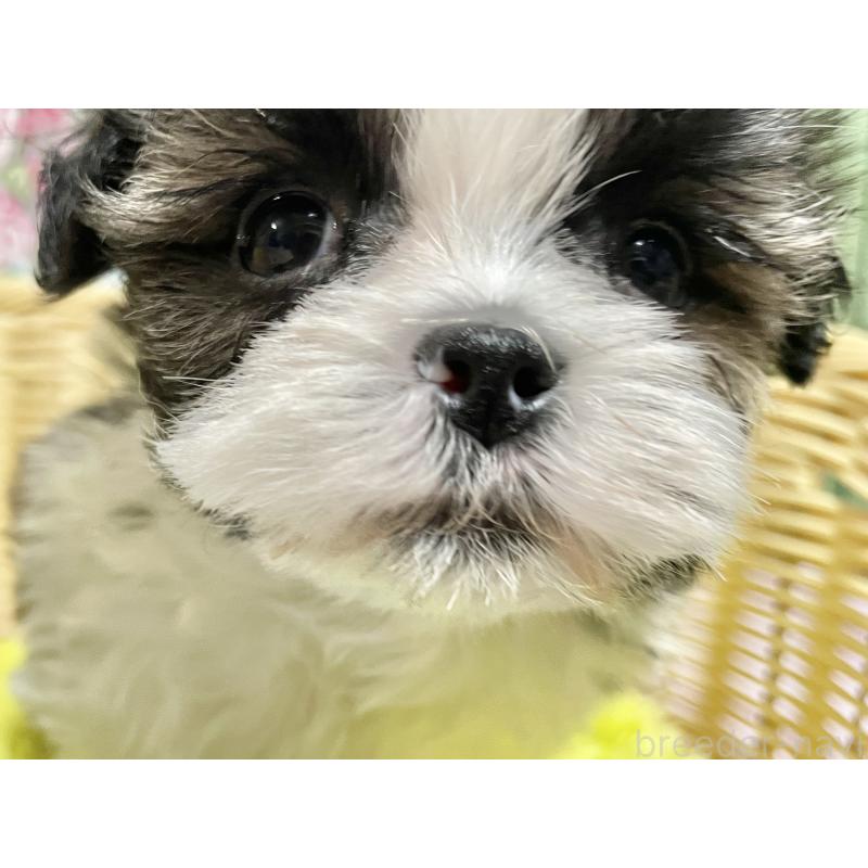 成約済の秋田県のマルシーズー:マルチーズ×シーズー-439059の6枚目