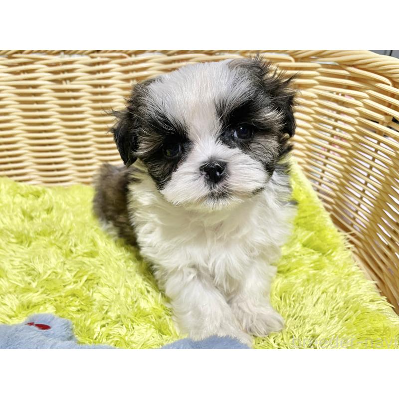 成約済の秋田県のマルシーズー:マルチーズ×シーズー-439059の5枚目