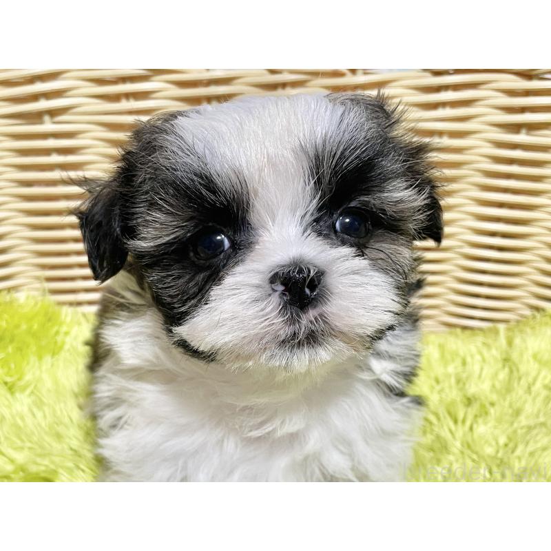 成約済の秋田県のマルシーズー:マルチーズ×シーズー-439059の4枚目