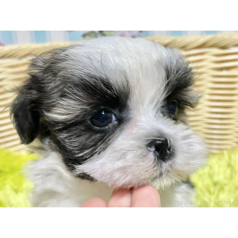 成約済の秋田県のマルシーズー:マルチーズ×シーズー-439059の3枚目