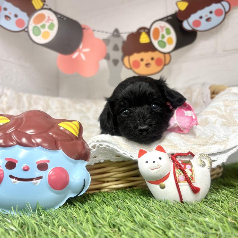 成約済の愛知県のダップー:ミニチュアダックスフンド×トイプードル-435244の5枚目