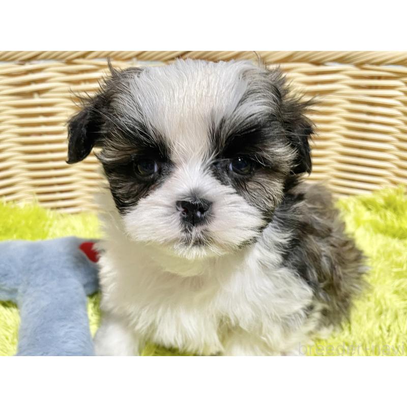 成約済の秋田県のマルシーズー:マルチーズ×シーズー-439059の2枚目