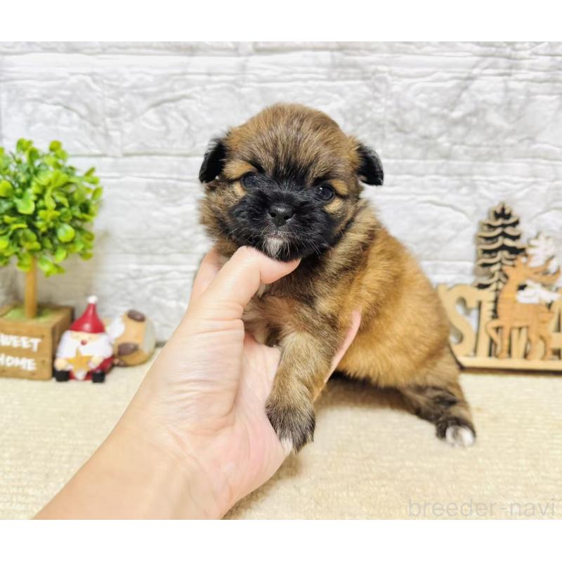 販売中の岐阜県のミックス犬-441172の4枚目