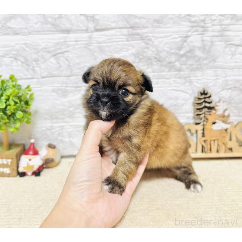 販売中の岐阜県のミックス犬-441172の3枚目