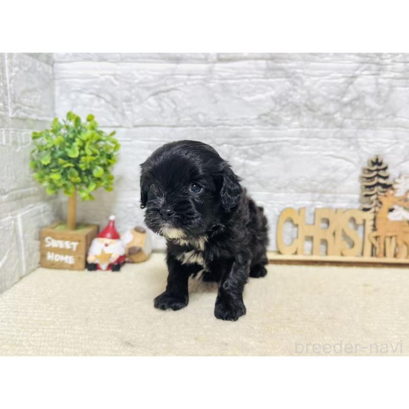 販売中の岐阜県のキャバプー:キャバリア×トイプードル-441173の8枚目